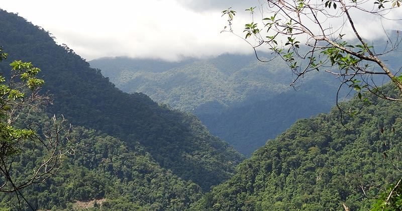 Valle con bosque y montañas al fondo