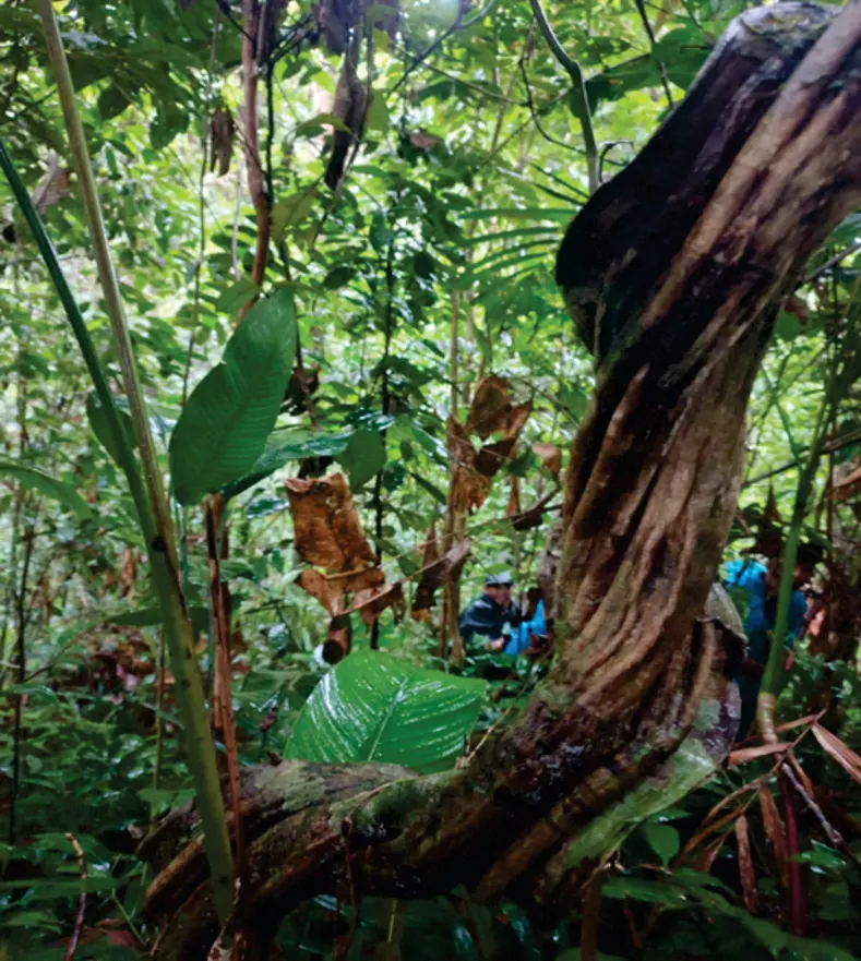 Interior de selva con un tronco grueso y vegetación, junto a la Introducción.