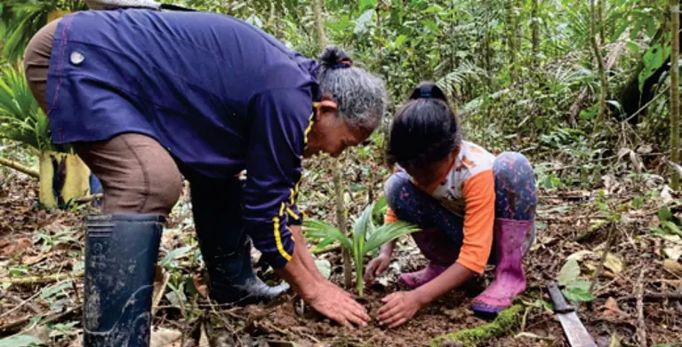 Mayor y una niña sembrando una planta en el suelo de la selva.