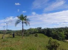 Paisaje de potrero con una palma y árboles, cielo azul (línea de tiempo).