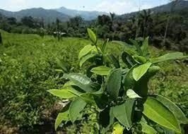 Cultivo de plantas de hoja verde con montañas al fondo (línea de tiempo).
