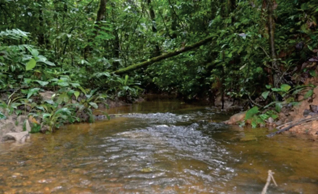 Quebrada de aguas claras en la selva (capítulo 3, Territorio).