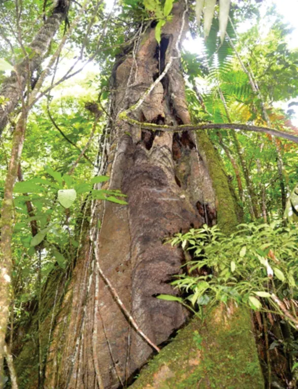 Tronco grande de árbol con bejucos en la selva (sitios sagrados).