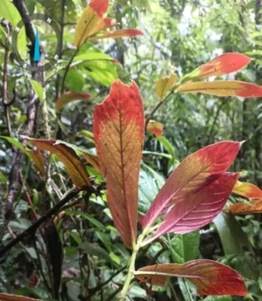 Hojas rojizas de una planta de la selva (flora).
