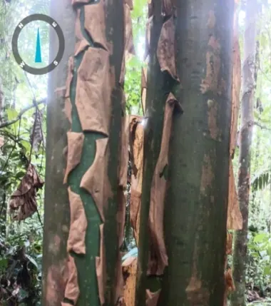 Troncos de árbol con corteza que se desprende, con brújula en la esquina (flora maderable).