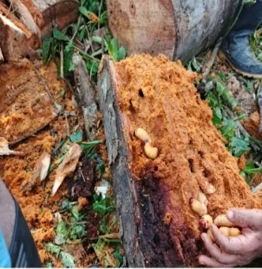 Tronco podrido con larvas (mojojoy) en la mano de una persona (especies alimenticias).
