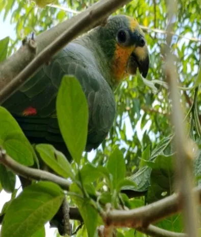 Loro verde con cabeza amarilla en una rama (aves).