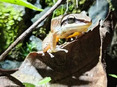 Rana sobre una hoja seca (anfibios).