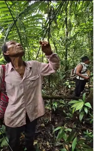 Mayor mirando hacia un árbol en la selva con otra persona detrás (Árbol de Solimán).