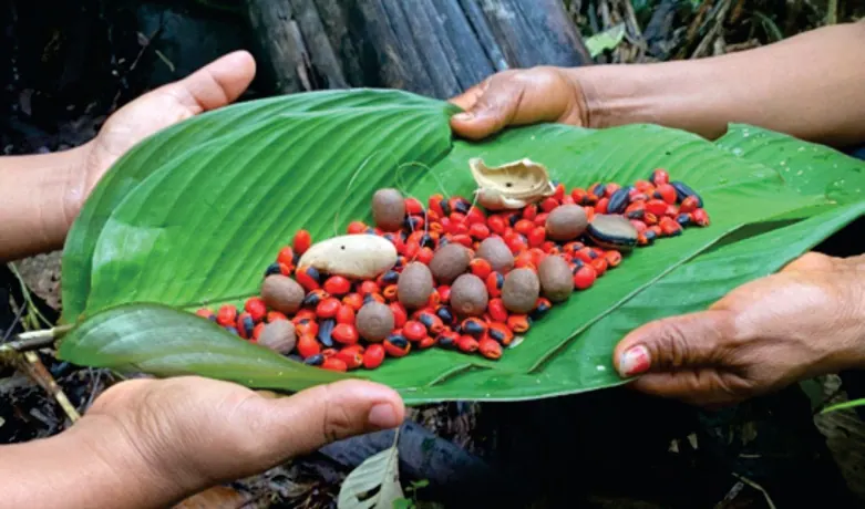 Manos que sostienen una hoja con semillas rojas y negras (capítulo 4, cultura y saberes).