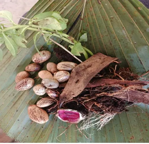 Semillas, corteza y raíces sobre una hoja de palma (saberes y relación con el territorio).