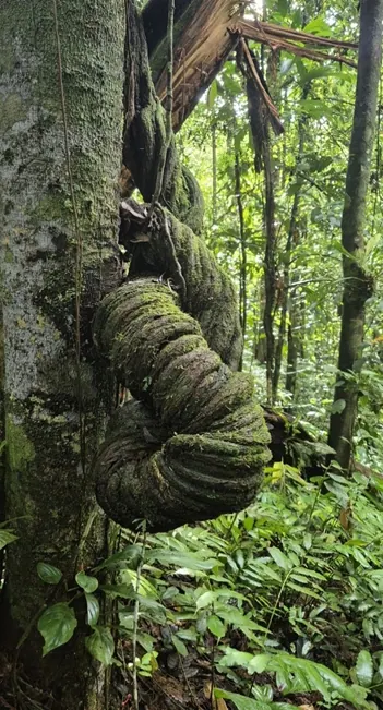 Tronco de árbol con bejuco enrollado en la selva (capítulo 6, Salud y medicina propia).
