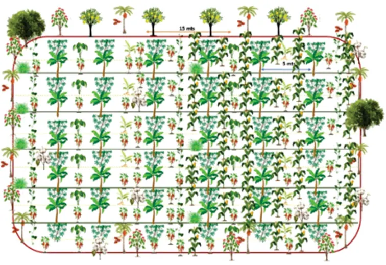 Esquema dibujado del modelo propio de distribución de las especies nativas en una parcela, con palmas y árboles en hileras y una cota de 15 m.