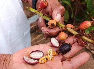 Mano con frutos de palma abiertos (diversidad de alimentos).