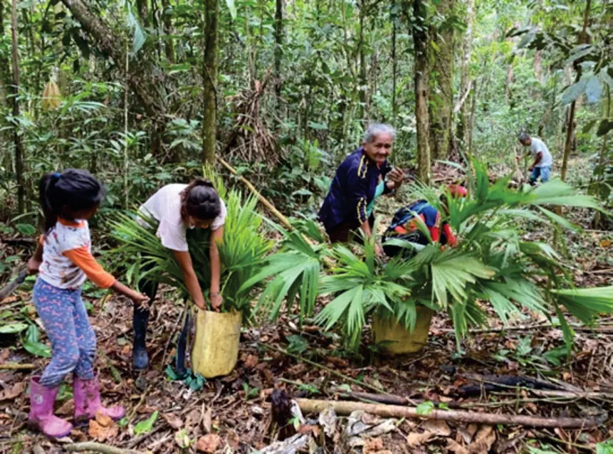 Niña, mujeres y una mayor recogiendo hojas de palma en la selva (dinámicas familiares y crianza).