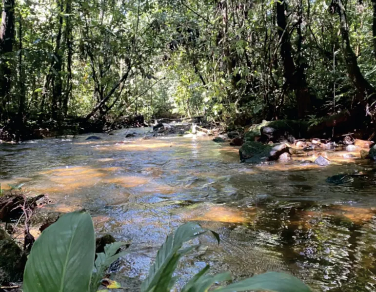 Río de aguas claras entre la vegetación de la selva.