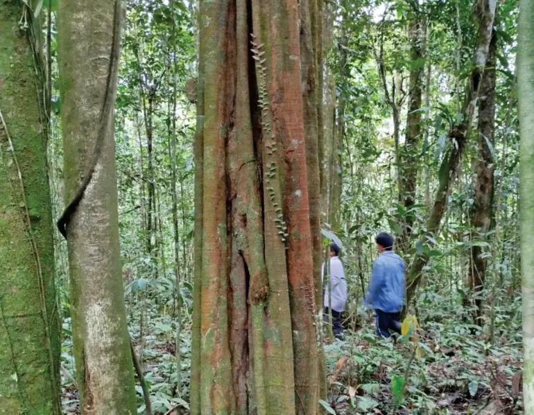 Bosque con un árbol de tronco grande y personas al fondo (zona de montaña).