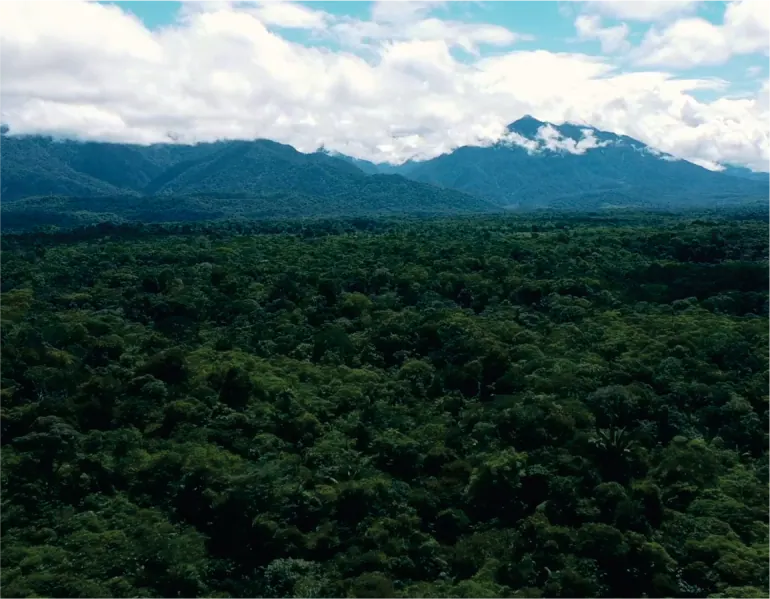 Vista panorámica de selva continua con montañas y nubes al fondo.