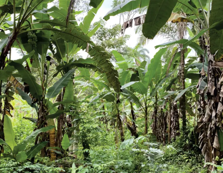 Zona baja con plantas de plátano y vegetación densa.