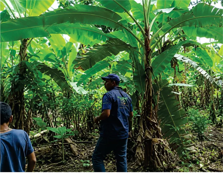 Chagra de plátano con un hombre y un niño entre las plantas.