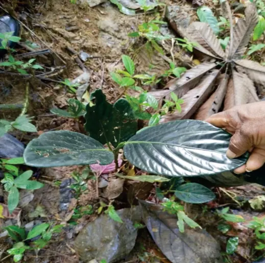 Mano que sostiene hojas de una planta medicinal sobre el suelo del bosque.