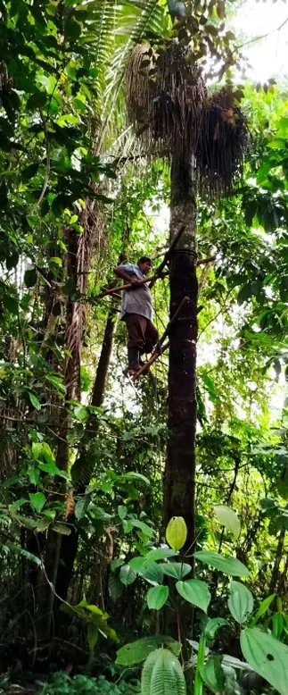 Palma alta en la selva.
