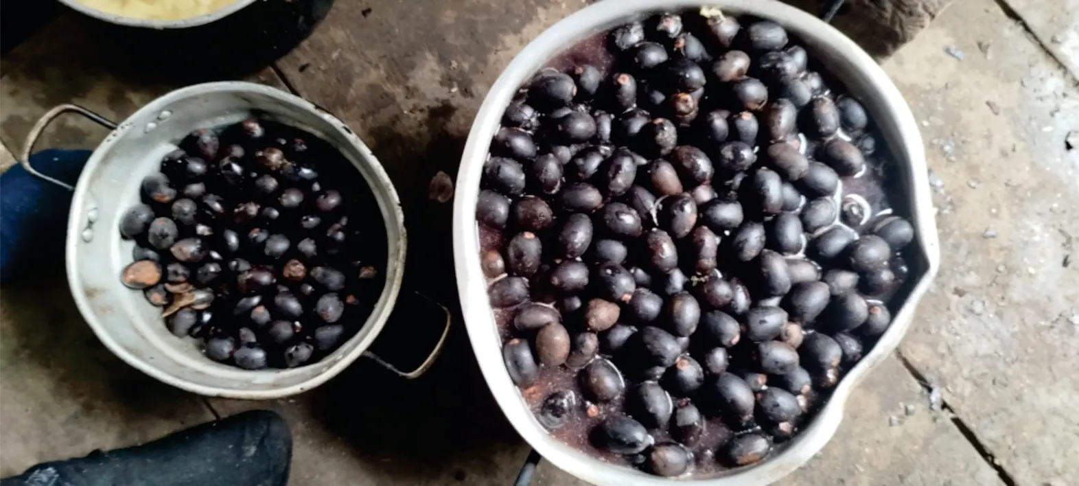 Dos recipientes con frutos negros recolectados.