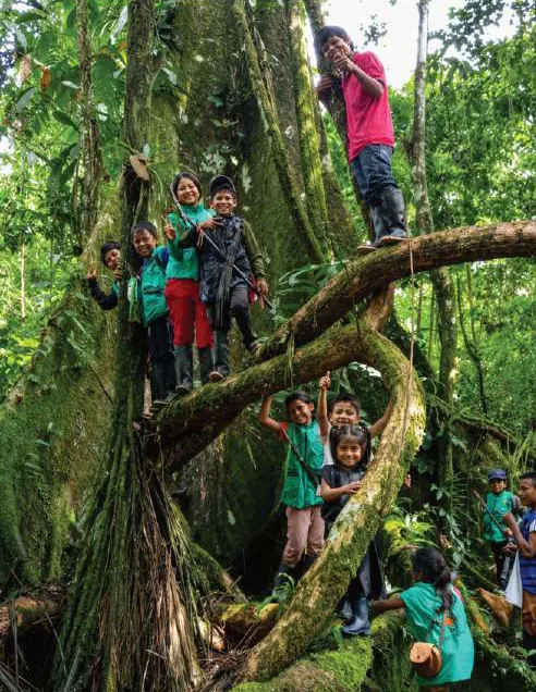 Niños con chaleco de la guardia trepados en las raíces y ramas de un árbol grande.