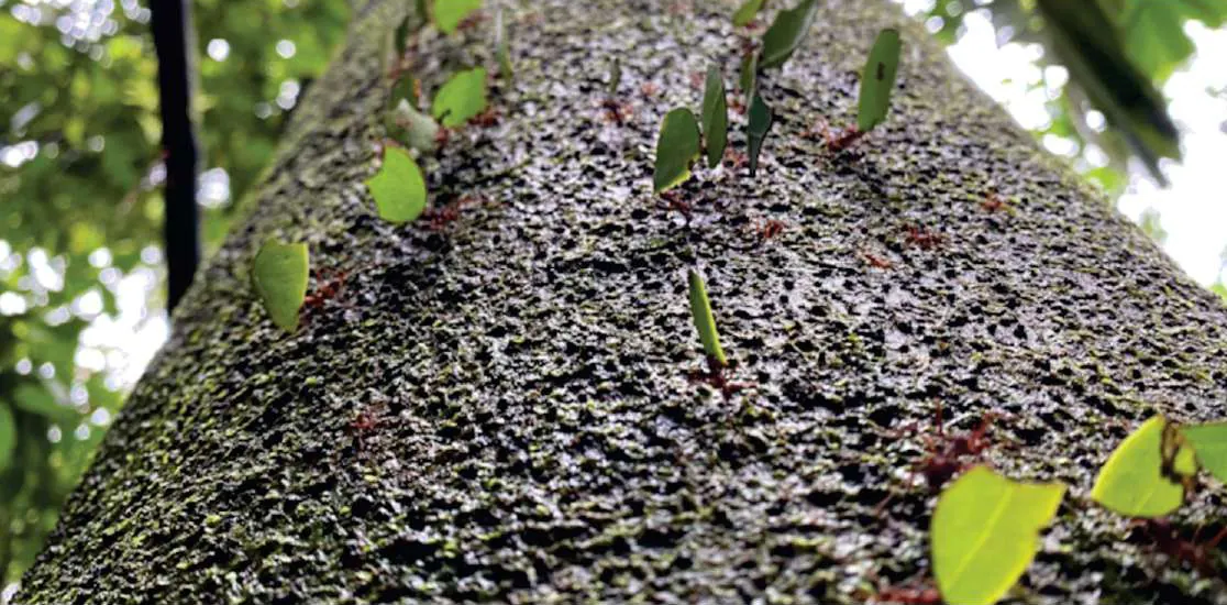 Tronco de árbol con hormigas arrieras que cargan hojas.