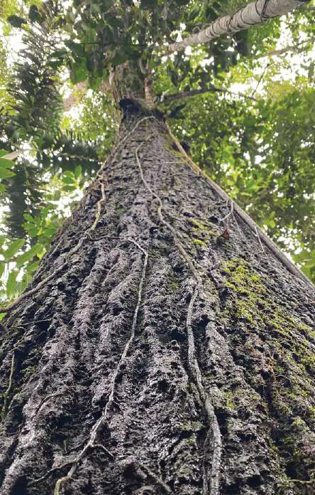 Tronco de un árbol grande visto desde abajo hacia el dosel.