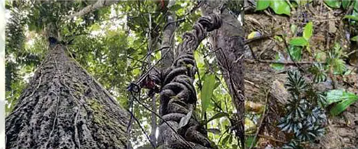 Tronco de árbol con bejucos y plantas en el bosque (plantas medicinales).