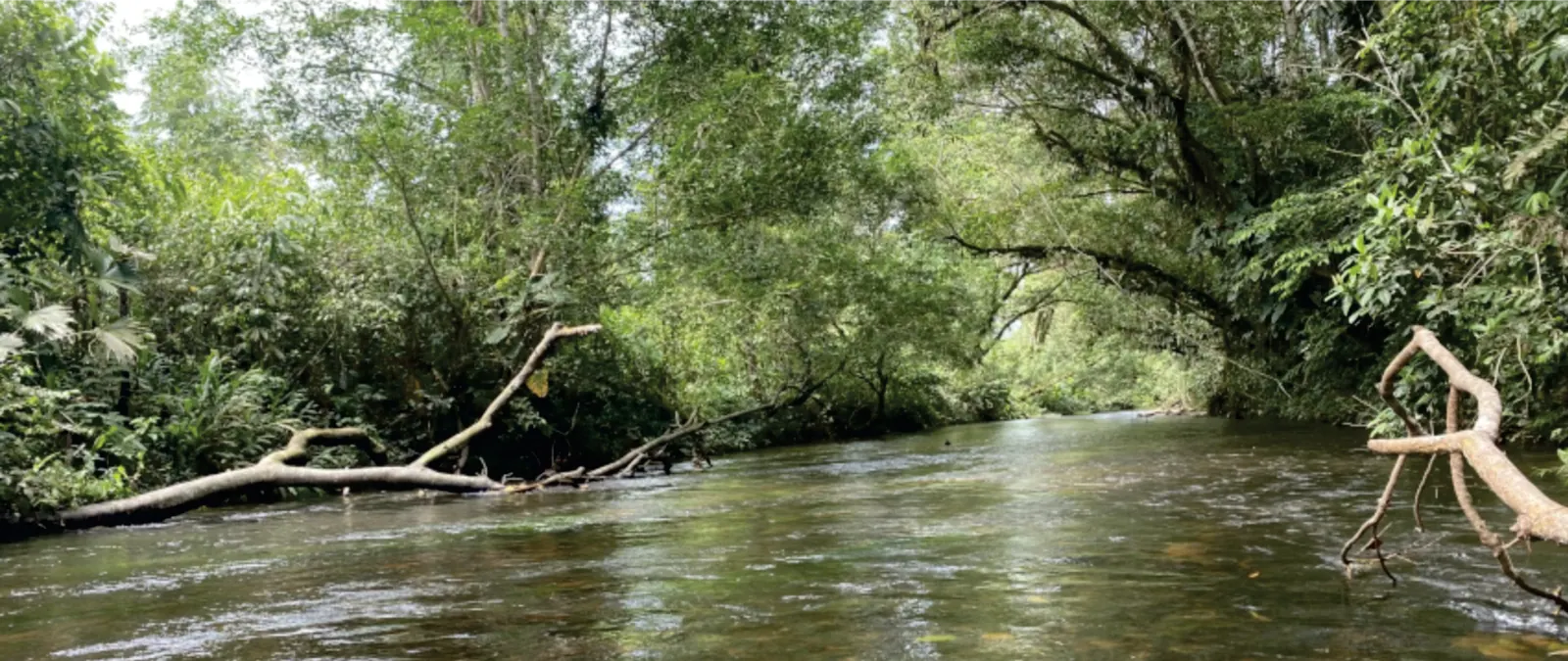Río entre la vegetación de la selva, con troncos caídos en la orilla.