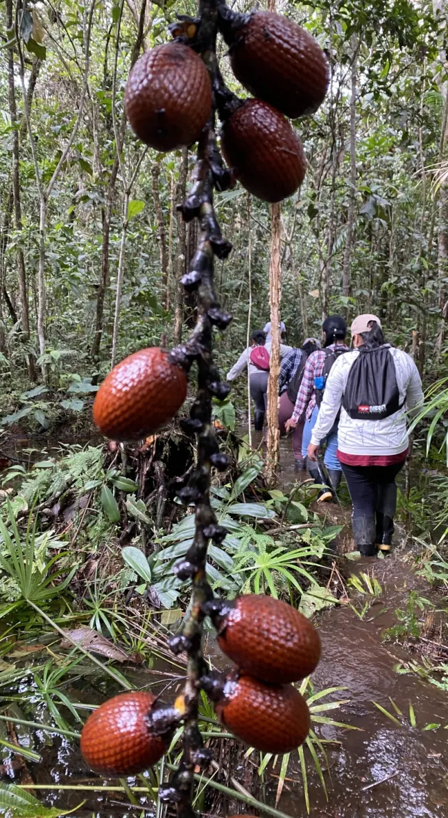 Racimo de frutos de cáscara escamosa en primer plano y personas caminando por el bosque al fondo.