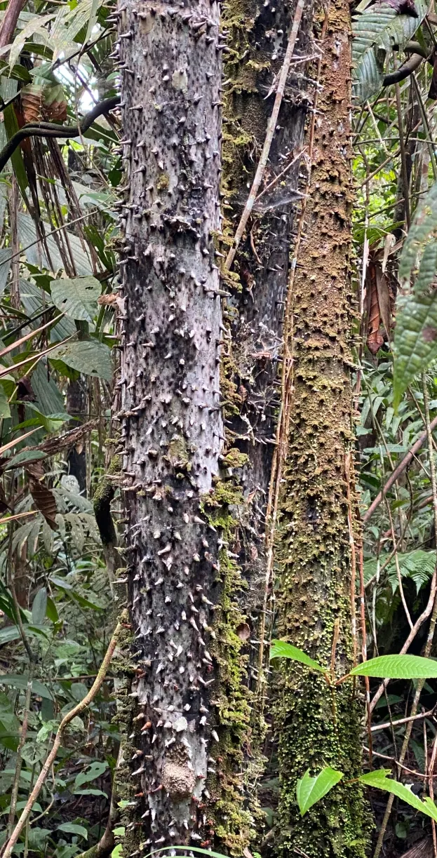 Troncos de palma cubiertos de espinas.