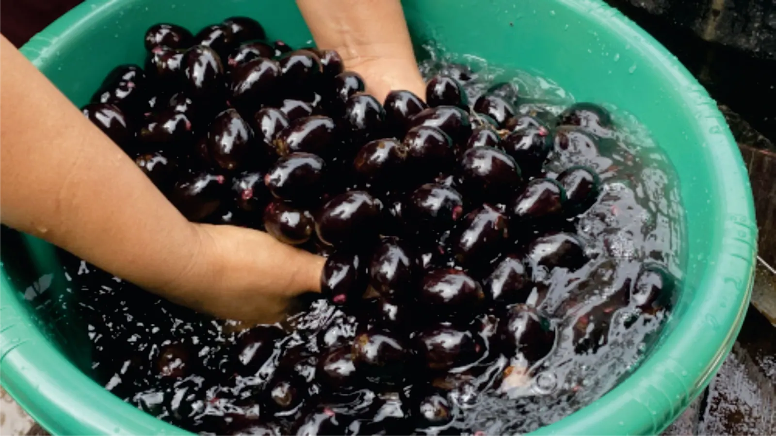 Manos que lavan frutos negros y brillantes en un platón verde con agua.