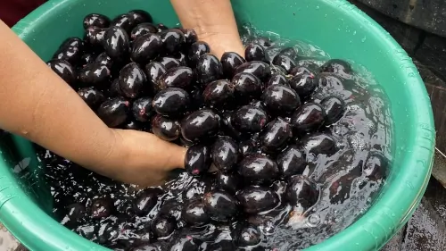 Manos que lavan frutos negros en un platón verde (versión más pequeña de la foto de p25).