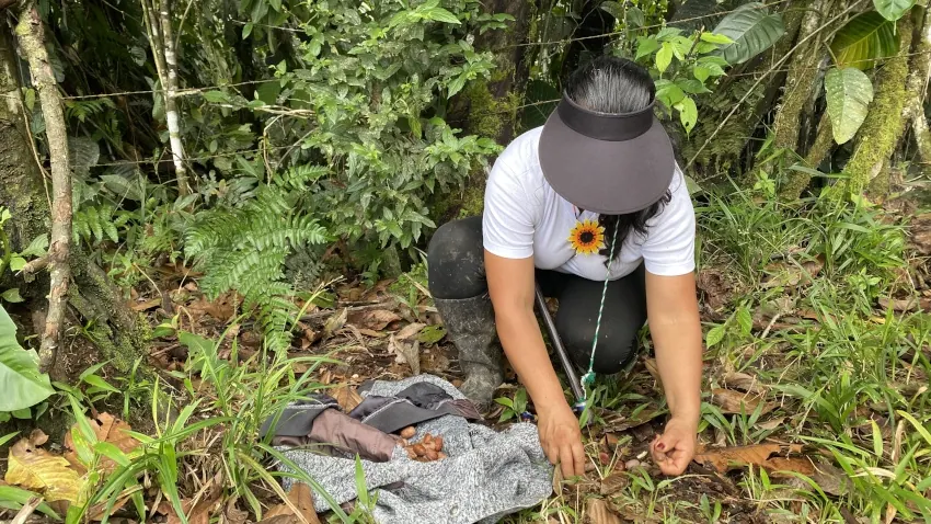 Persona agachada que recolecta en el suelo del bosque.