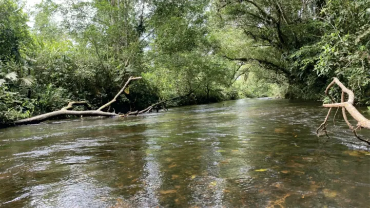 Río entre la vegetación (variante de la foto de p2).