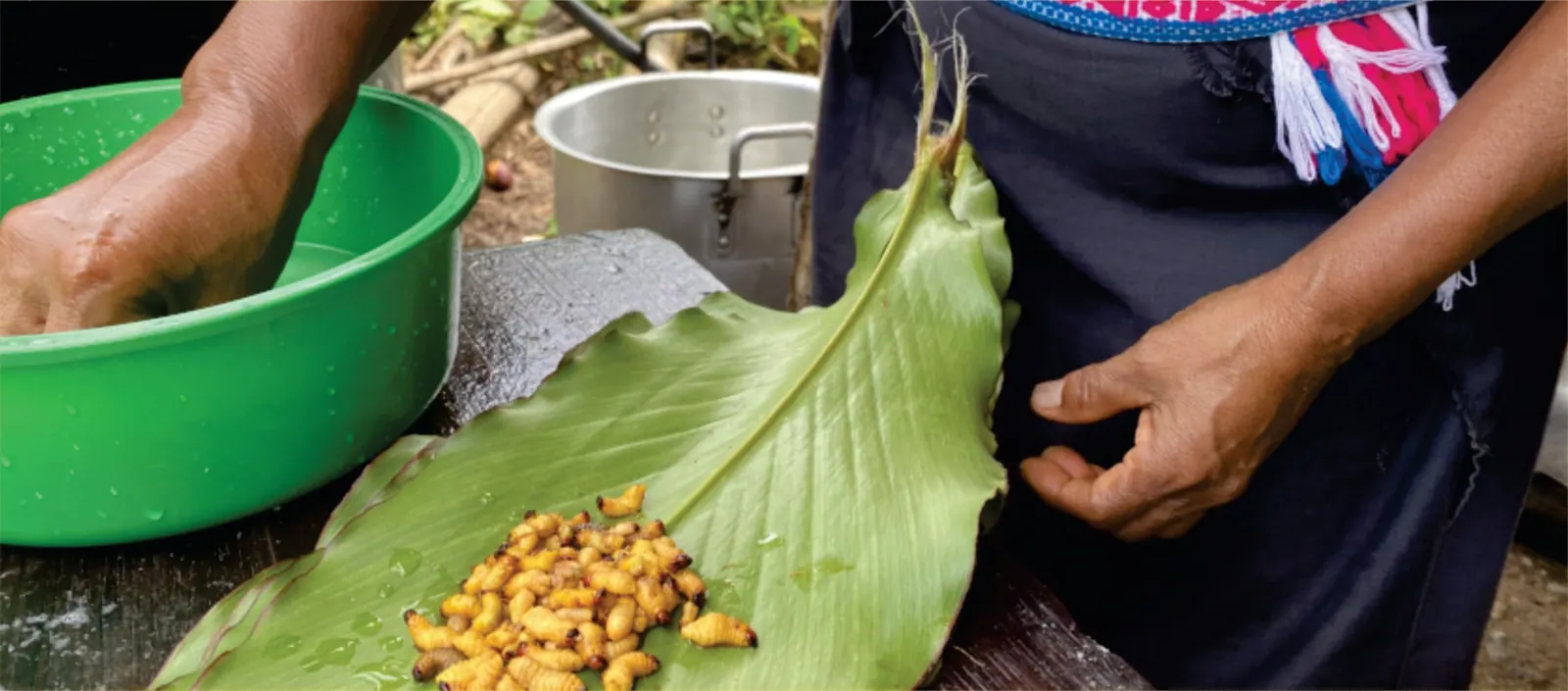 Manos que preparan alimentos con hojas y granos de maíz junto a un platón verde.