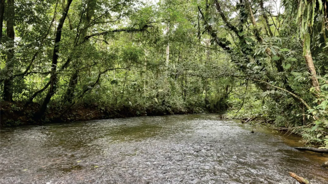 Quebrada entre la vegetación del bosque.