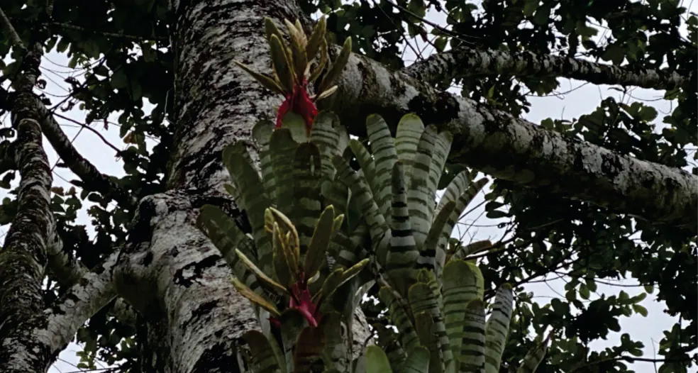 Bromelias sobre el tronco de un árbol (registro fotográfico).