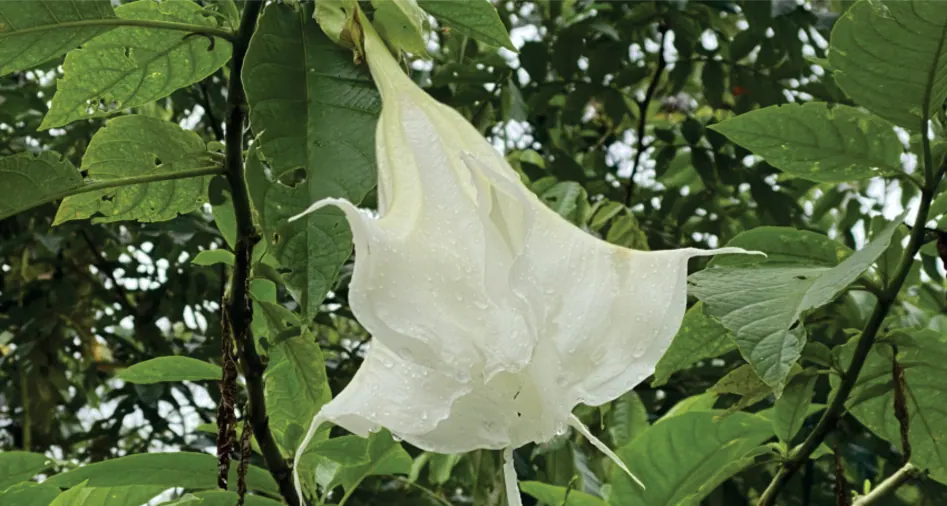 Flor blanca en forma de trompeta entre hojas (registro fotográfico).