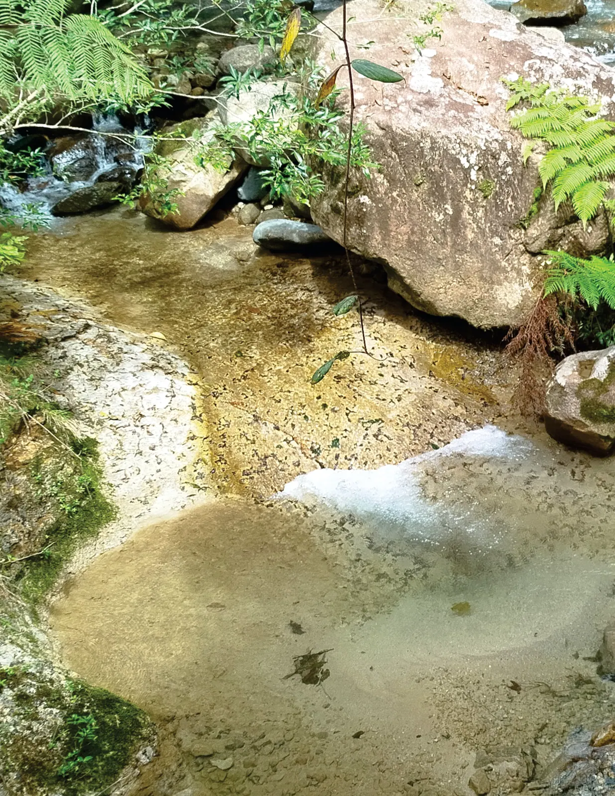 Quebrada de aguas claras sobre lecho de piedra, rodeada de rocas y helechos.