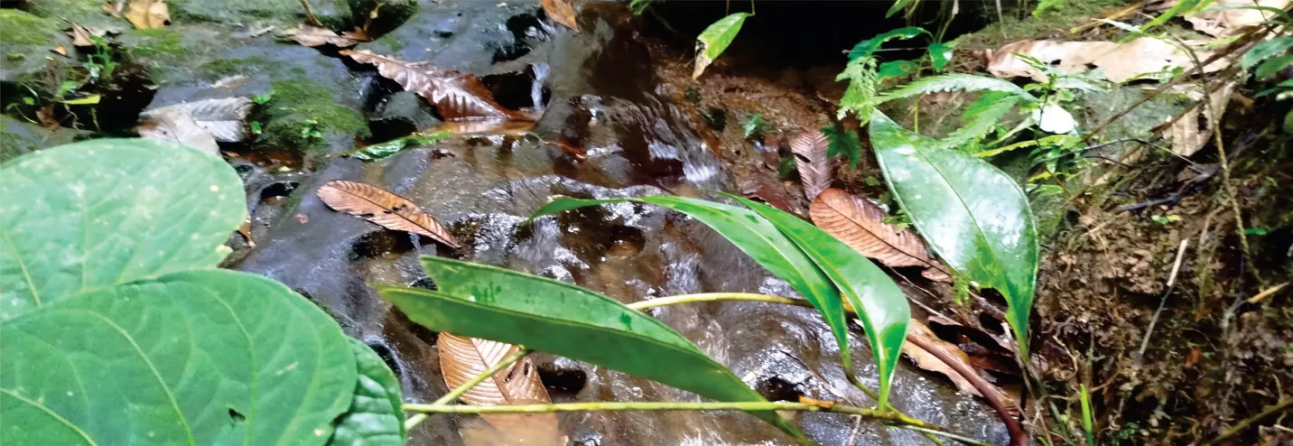 Plantas de hojas verdes en el suelo húmedo del bosque.