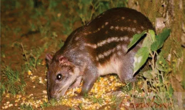 Guagua (boruga) comiendo maíz de noche.
