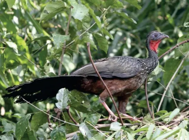 Pava de monte posada en una rama.