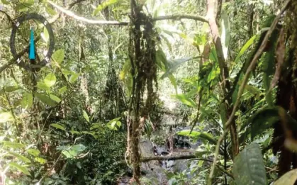 Bosque con quebrada y marca de geolocalización.