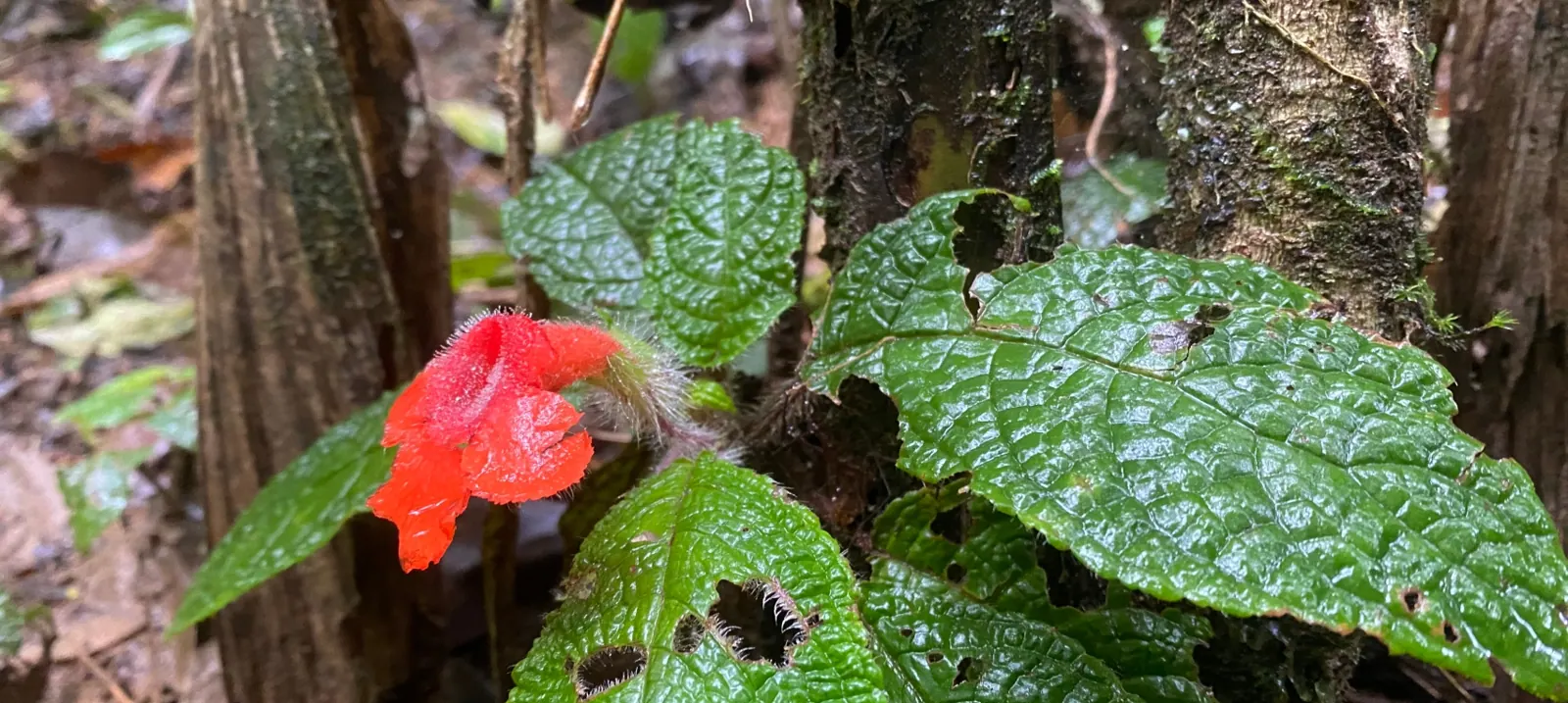 Flor roja entre hojas verdes rugosas en el bosque.