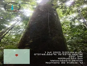 Árbol de gran tamaño visto desde abajo, con marca de geolocalización (1 jul 2025).