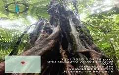 Raíces de un árbol grande con marca de geolocalización.
